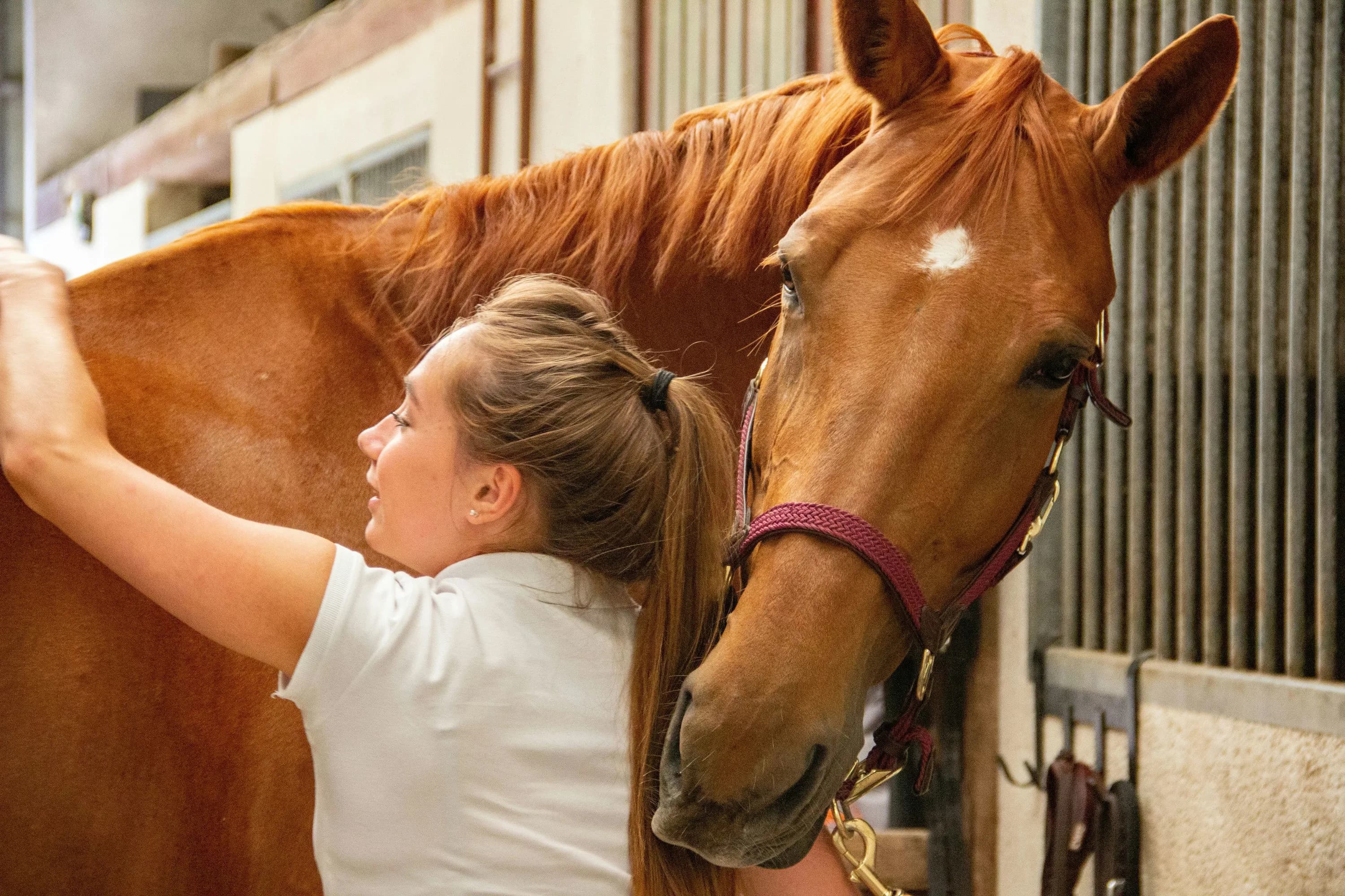 Pferd wird gestreichelt von einer Frau