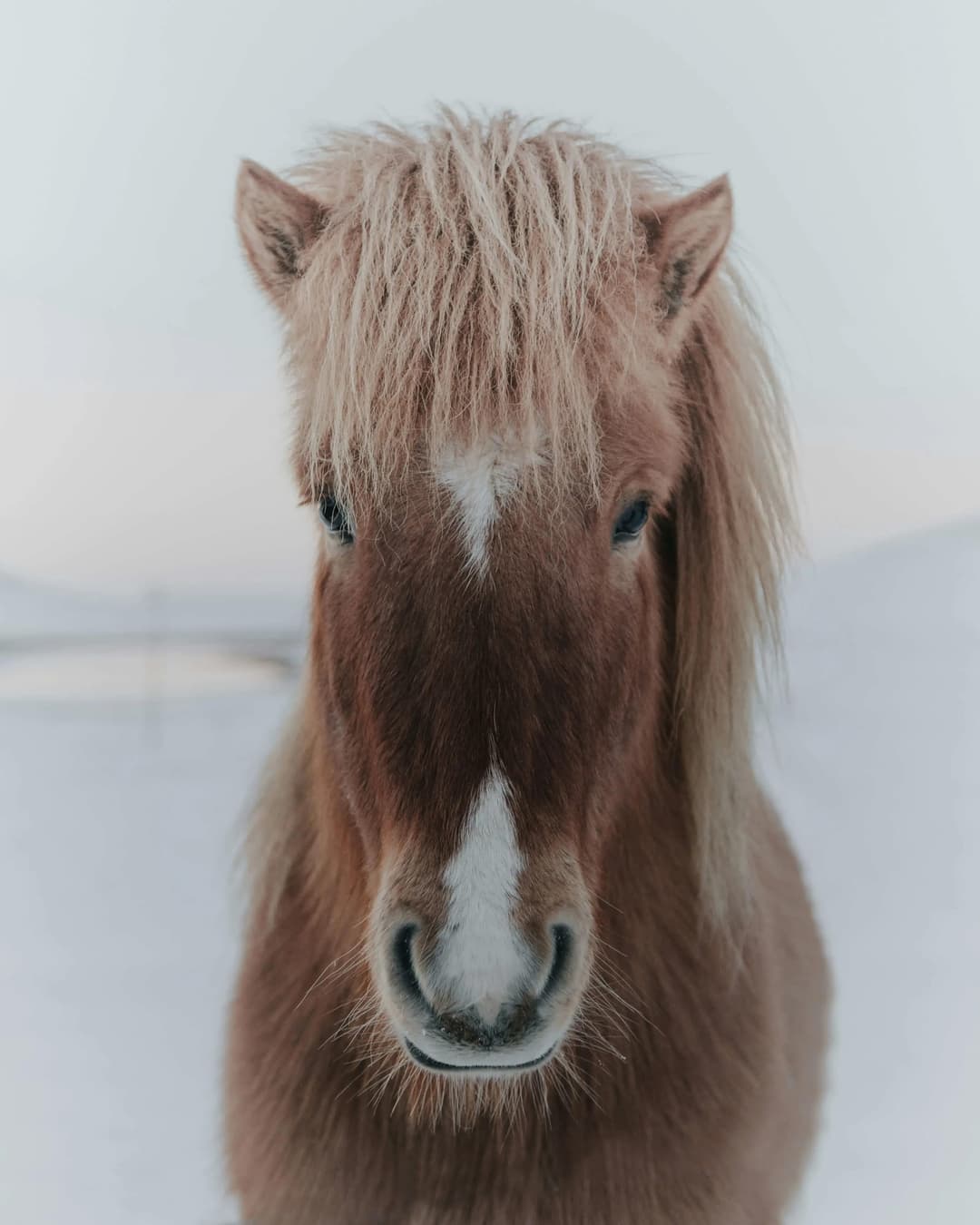 Pferde, Esel und Neuweltkameliden