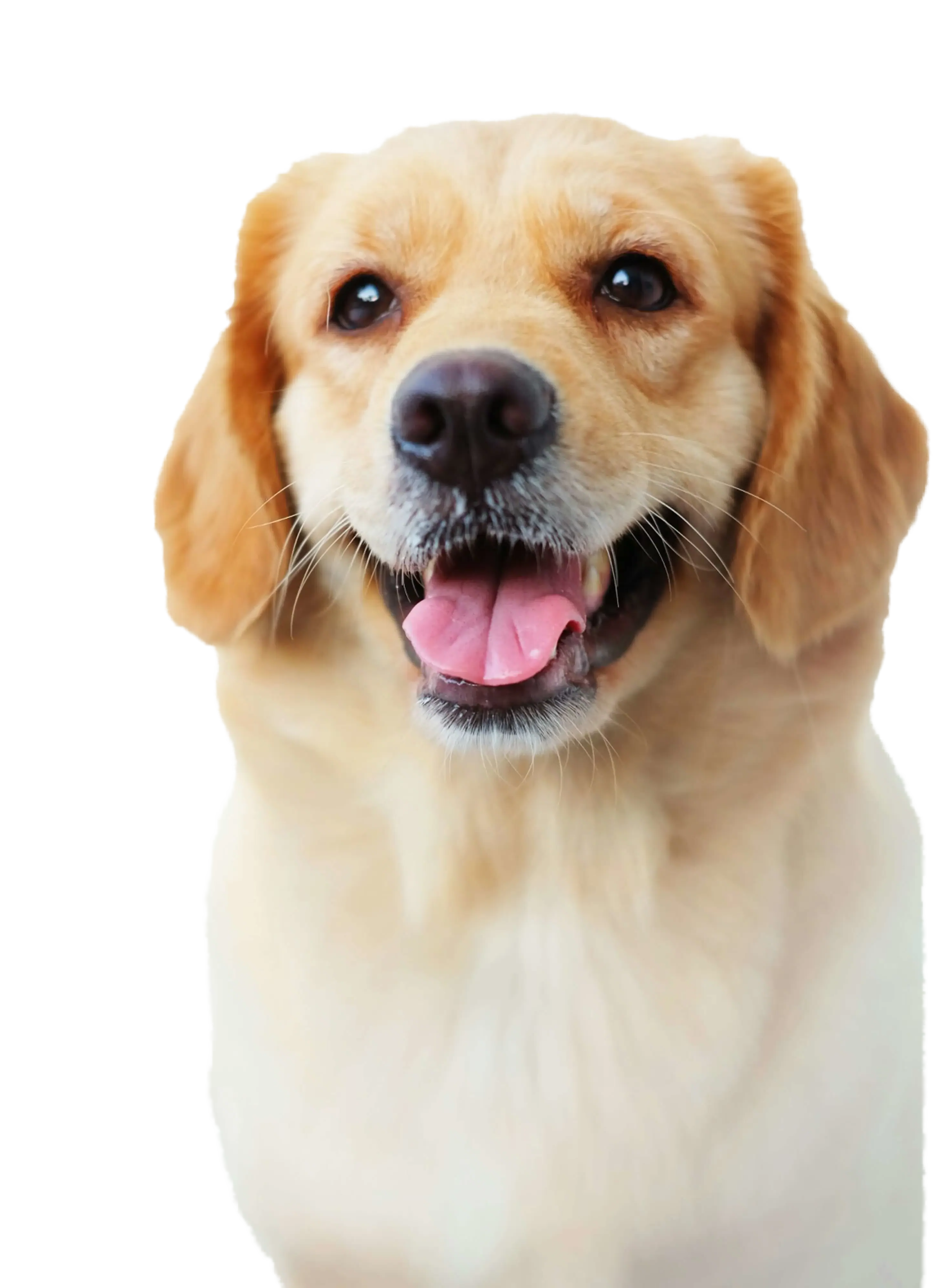 Hund